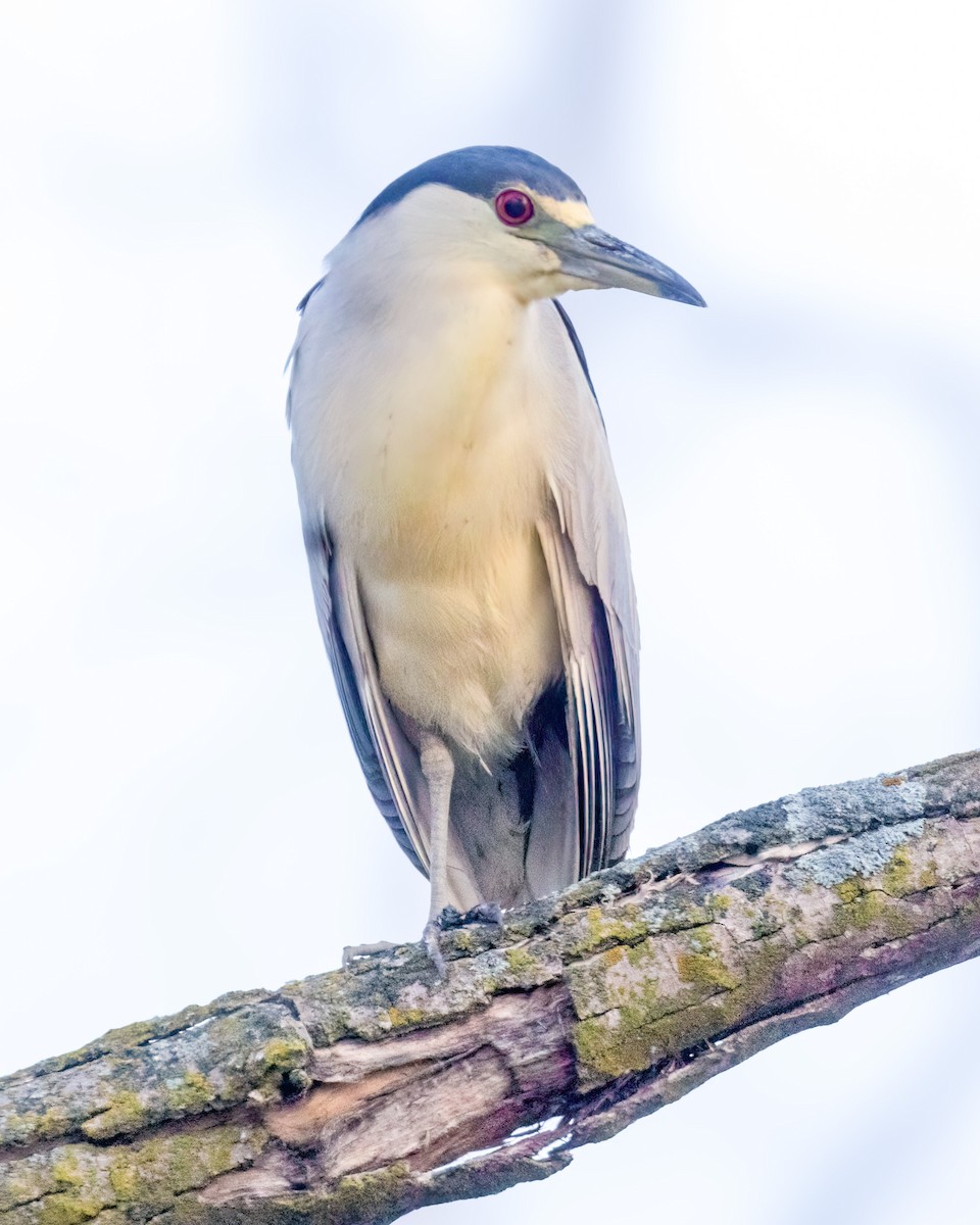 Black-crowned Night Heron - ML624021452