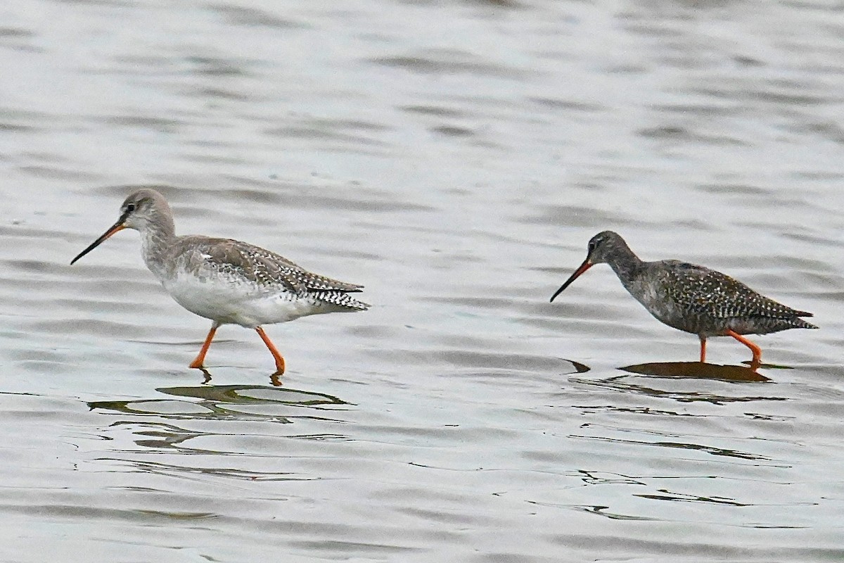 Spotted Redshank - Dong Qiu