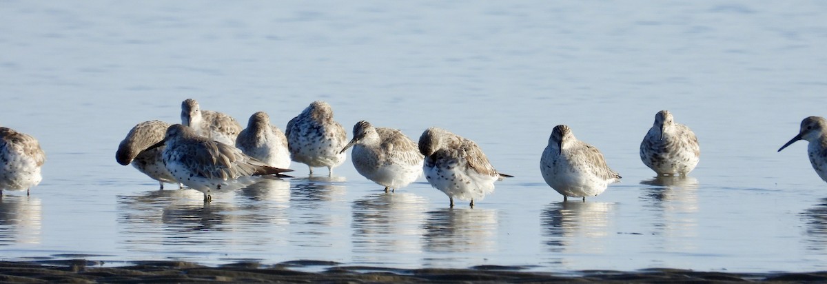 Great Knot - ML624021466