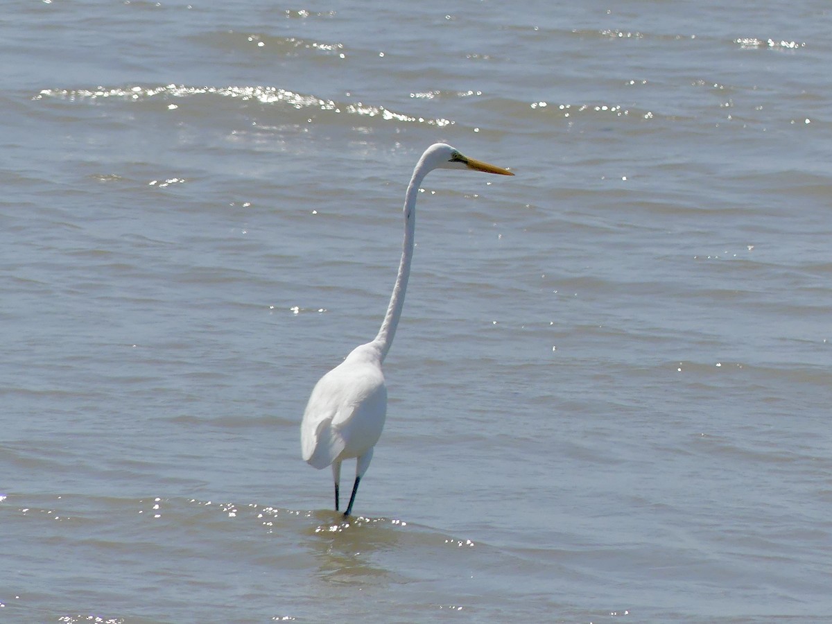 Great Egret - ML624021484