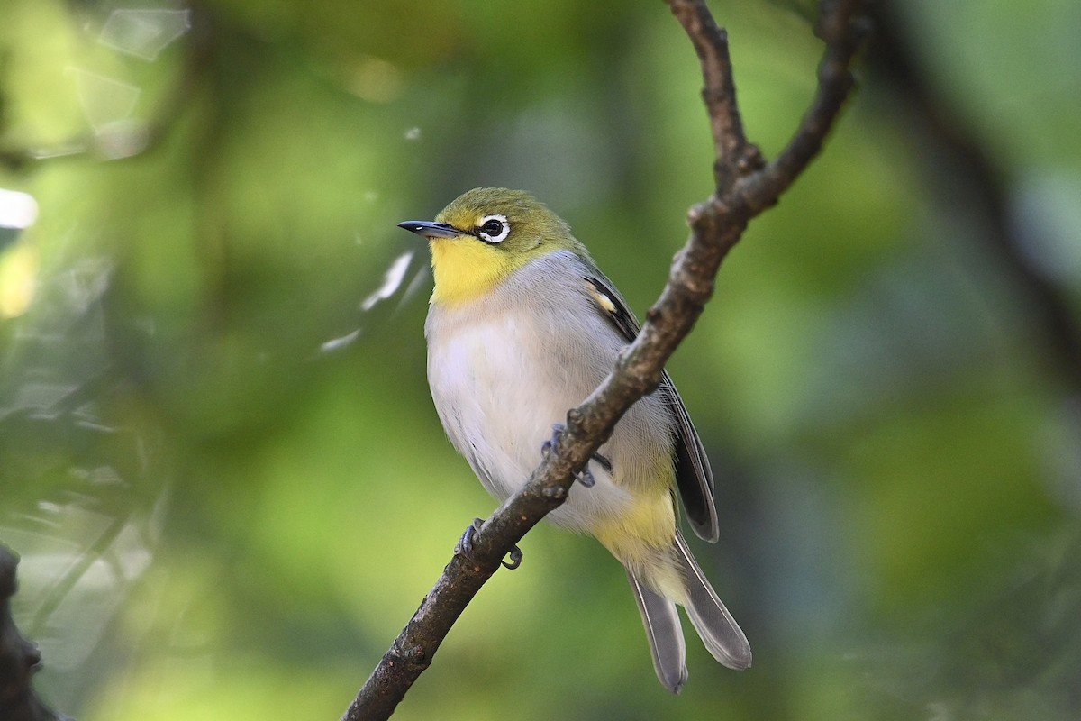 Swinhoe's White-eye - ML624021501