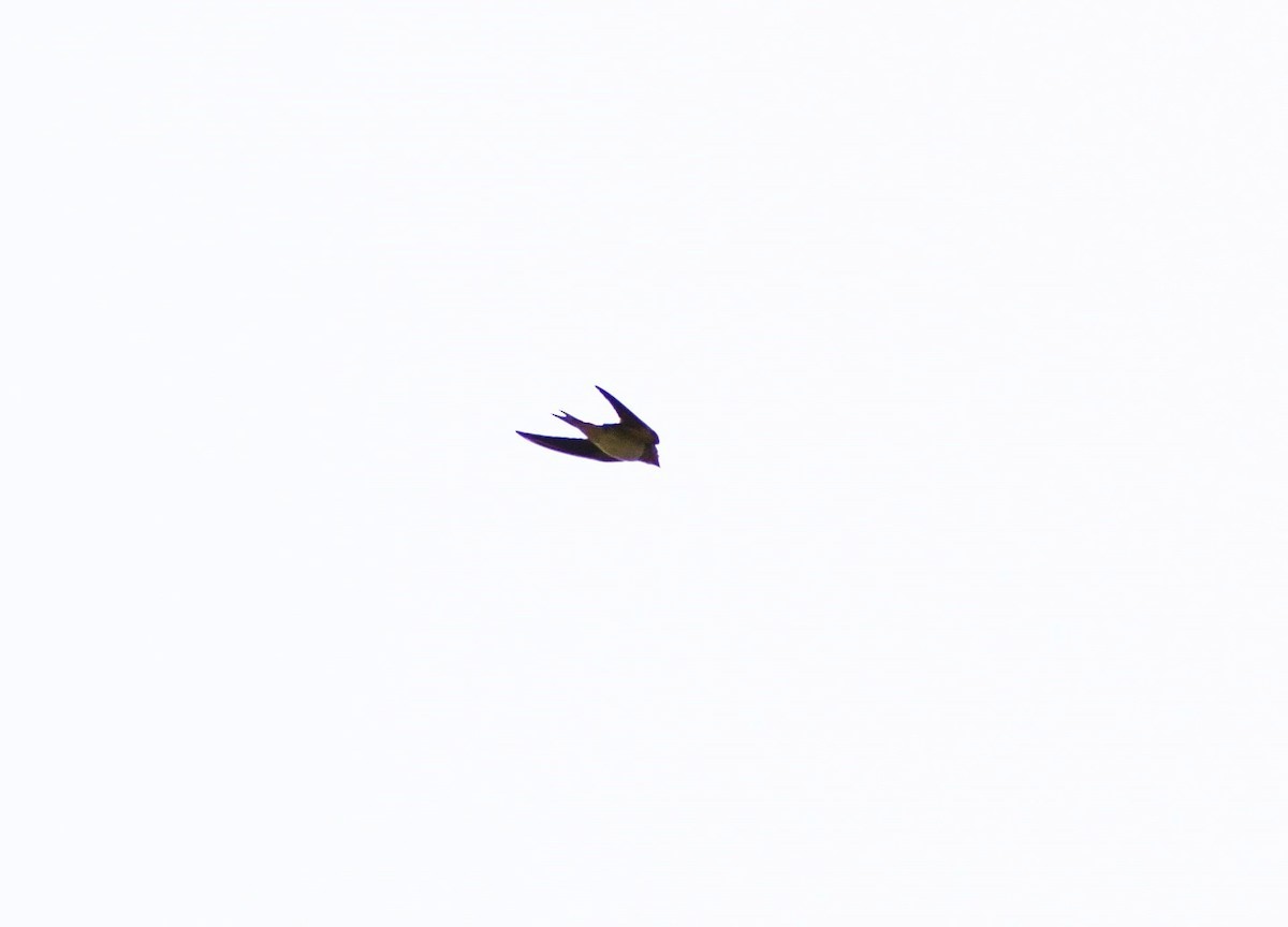 Barn Swallow - ML624021516