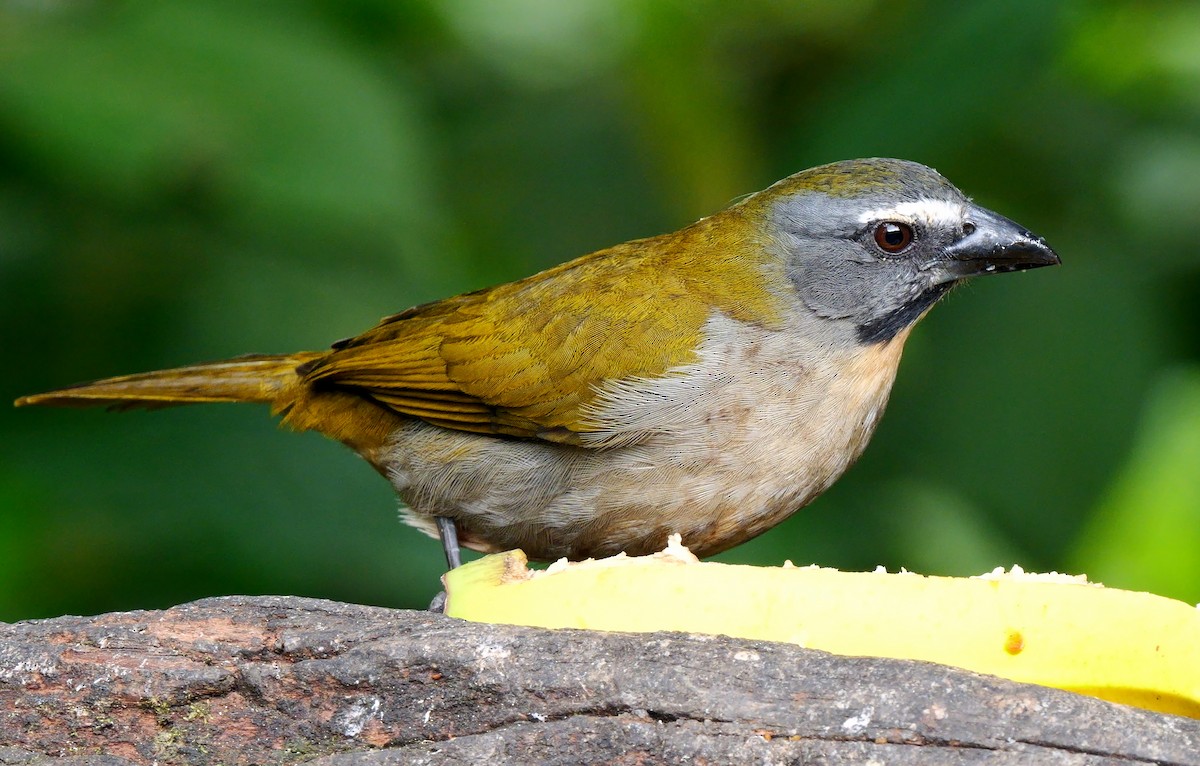 Buff-throated Saltator - ML624021519