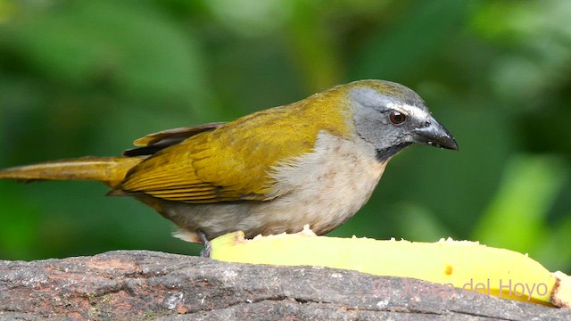 Buff-throated Saltator - ML624021552