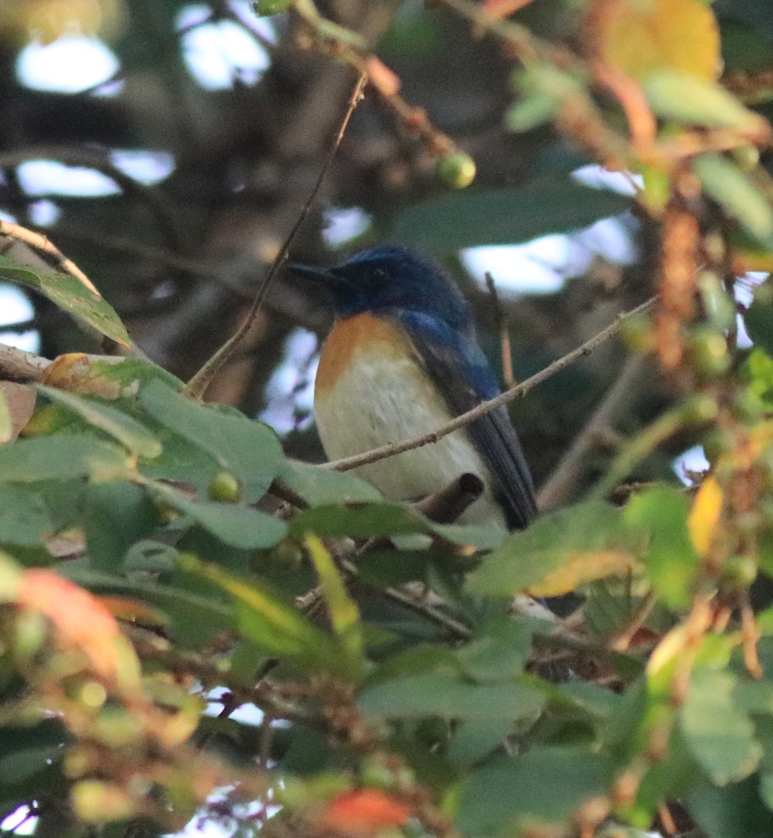 Tickell's Blue Flycatcher - Afsar Nayakkan