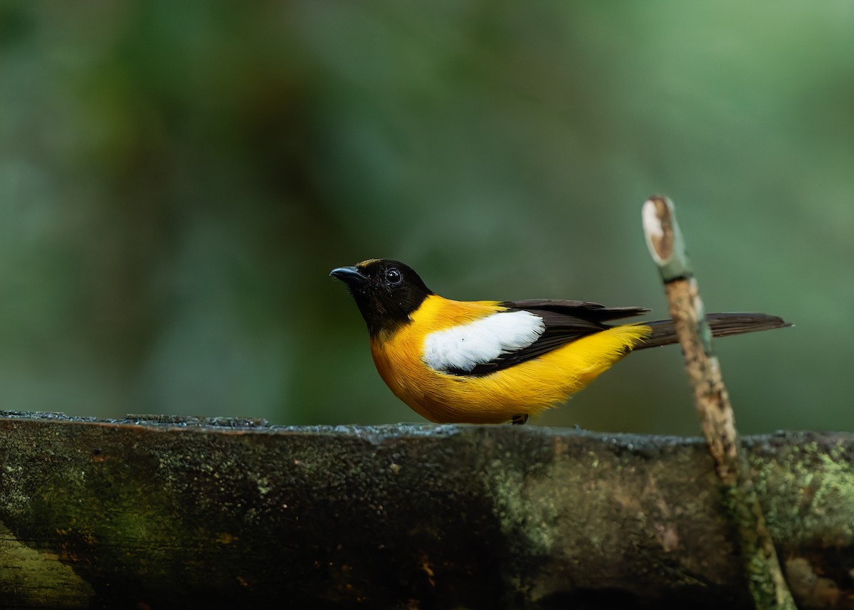 White-winged Shrike-Tanager - ML624021566