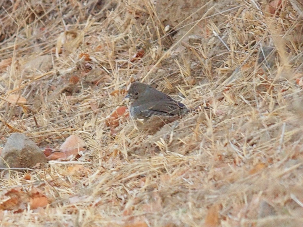 White-throated Towhee - ML624021567