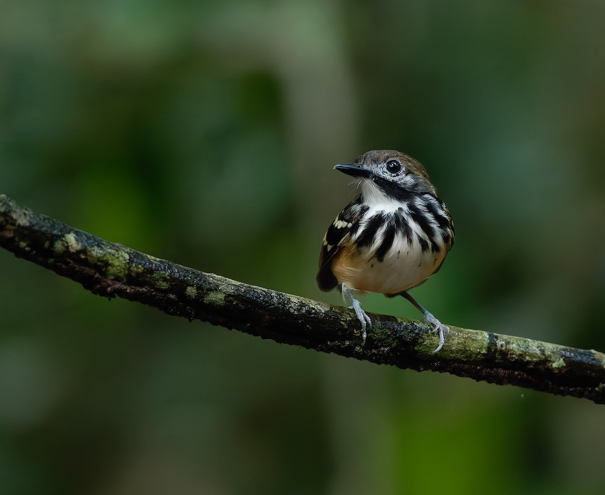 Dot-backed Antbird - ML624021592