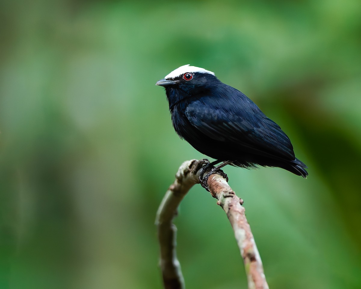 White-crowned Manakin - ML624021598