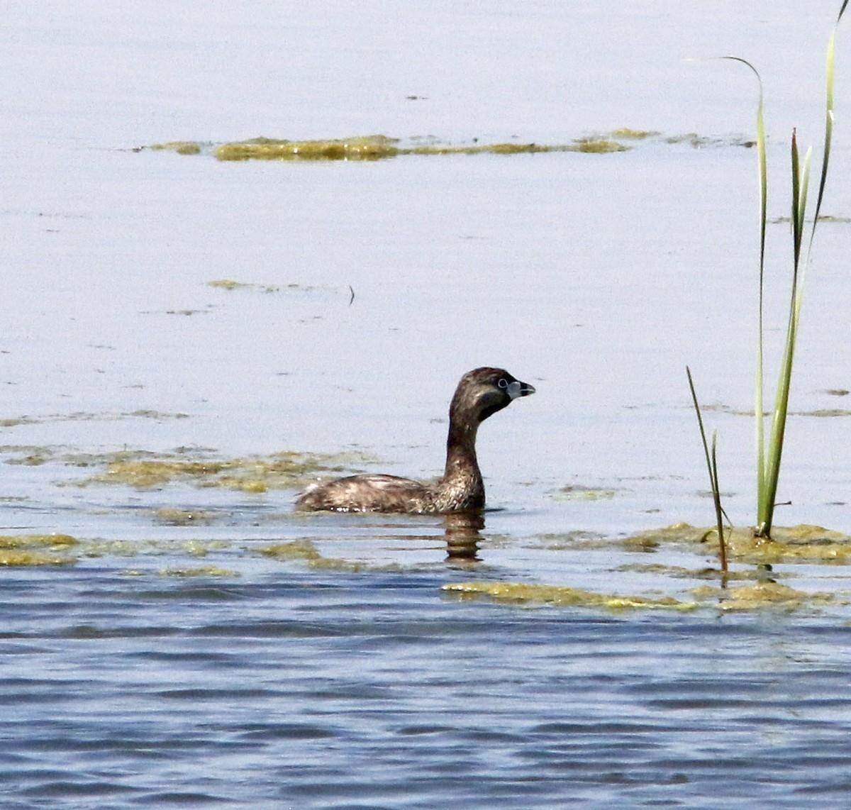 Pied-billed Grebe - ML624021604