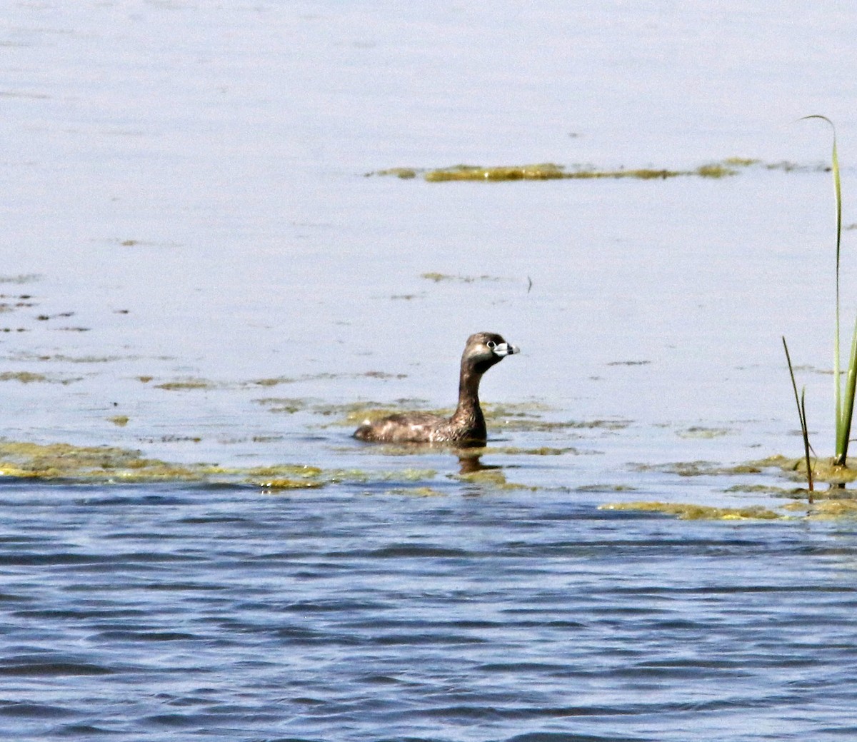 Pied-billed Grebe - ML624021605