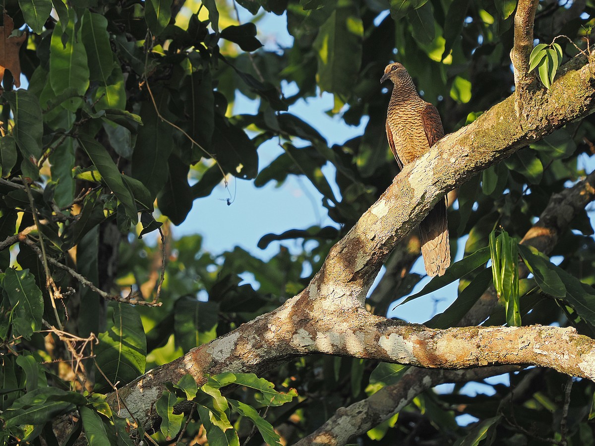 Tanimbar Cuckoo-Dove - ML624021610