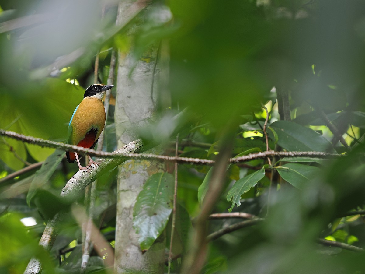 Banda Sea Pitta - ML624021631
