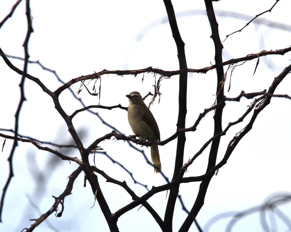 White-browed Bulbul - Praveen H N