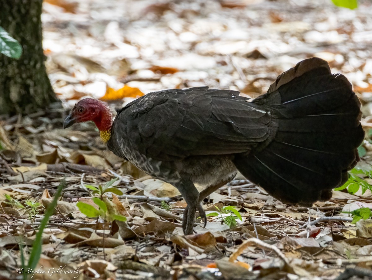 Australian Brushturkey - Stephen Goldsworthy