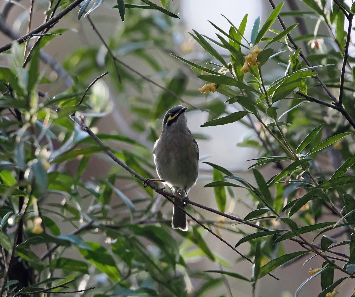 Yellow-faced Honeyeater - ML624021683