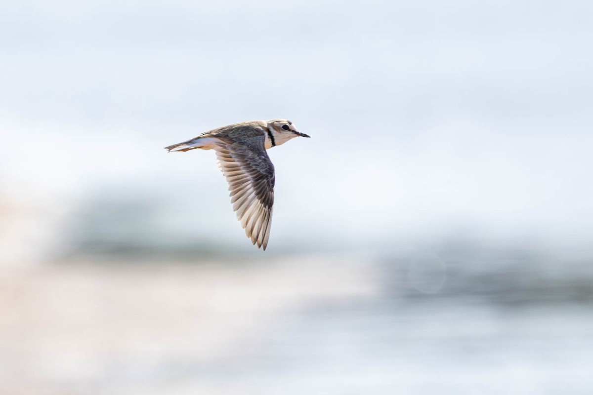 Collared Plover - ML624021690