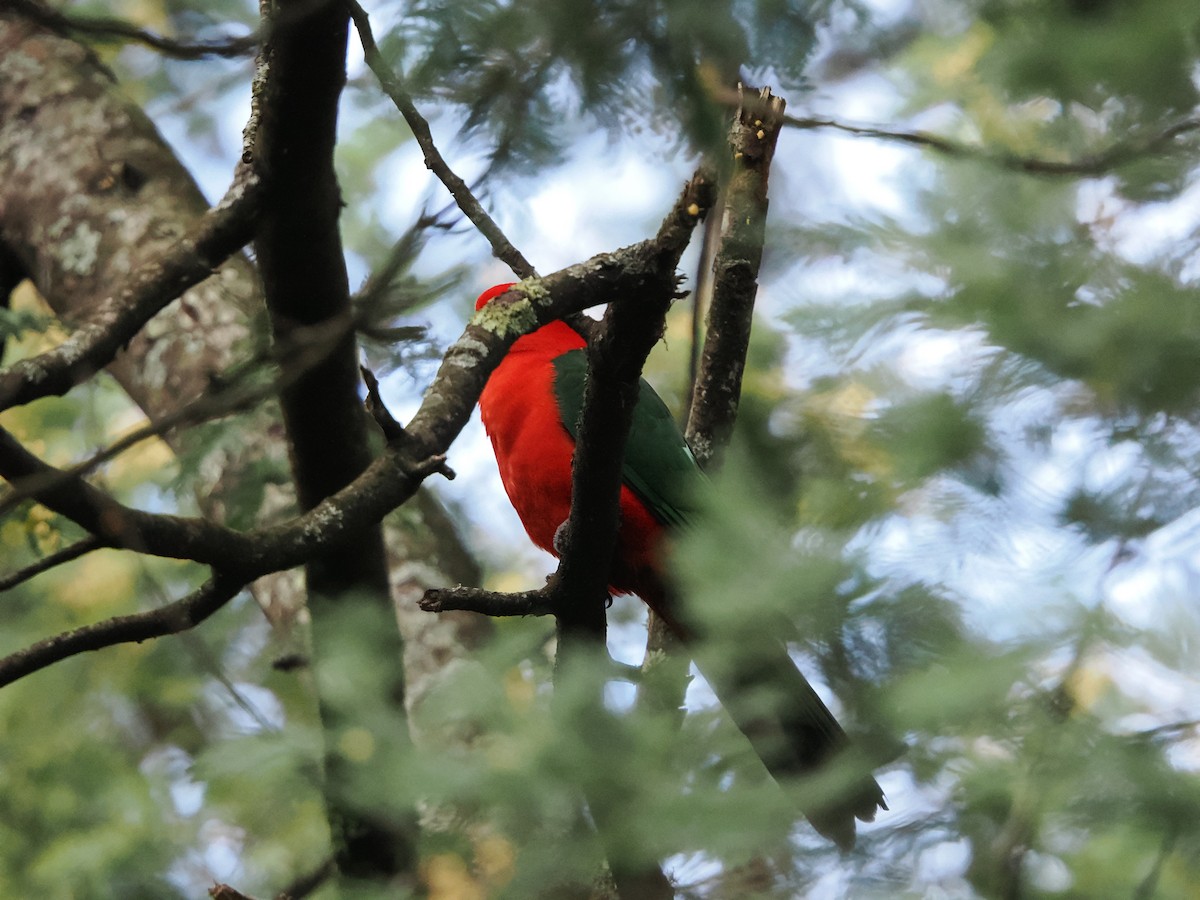 Australian King-Parrot - ML624021695