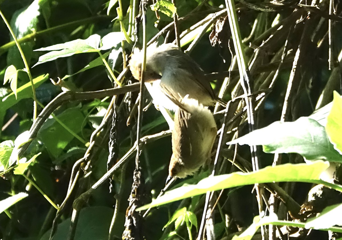 Chubb's Cisticola - ML624021721