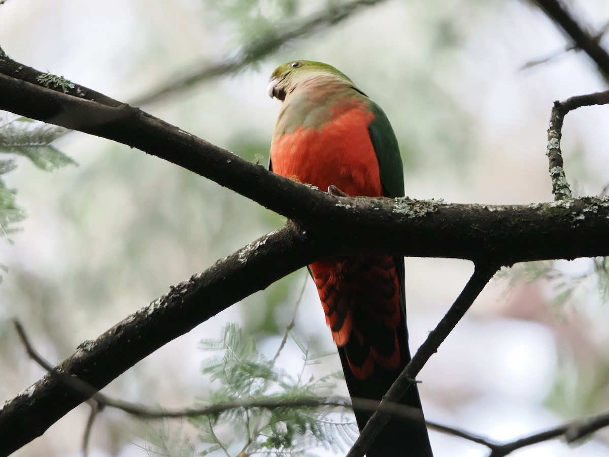 Australian King-Parrot - ML624021723