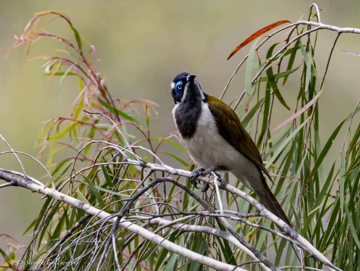 Blue-faced Honeyeater - ML624021736