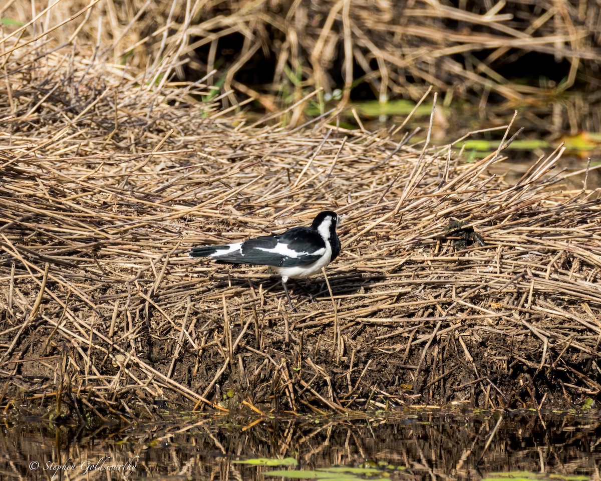 Magpie-lark - ML624021747