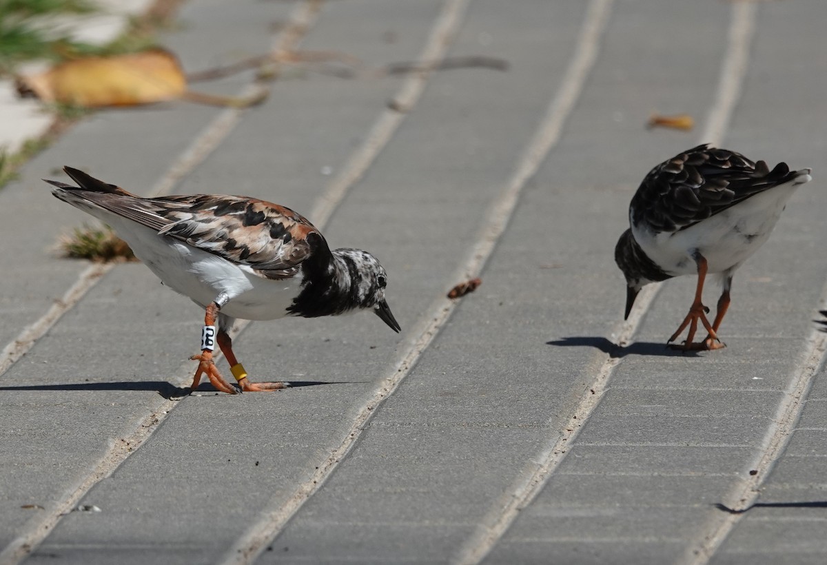 Ruddy Turnstone - ML624021791