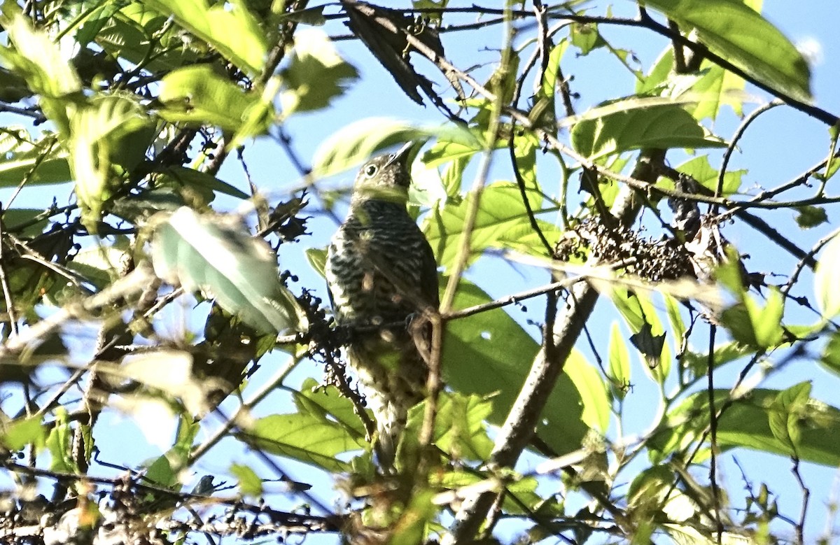 Klaas's Cuckoo - ML624021793