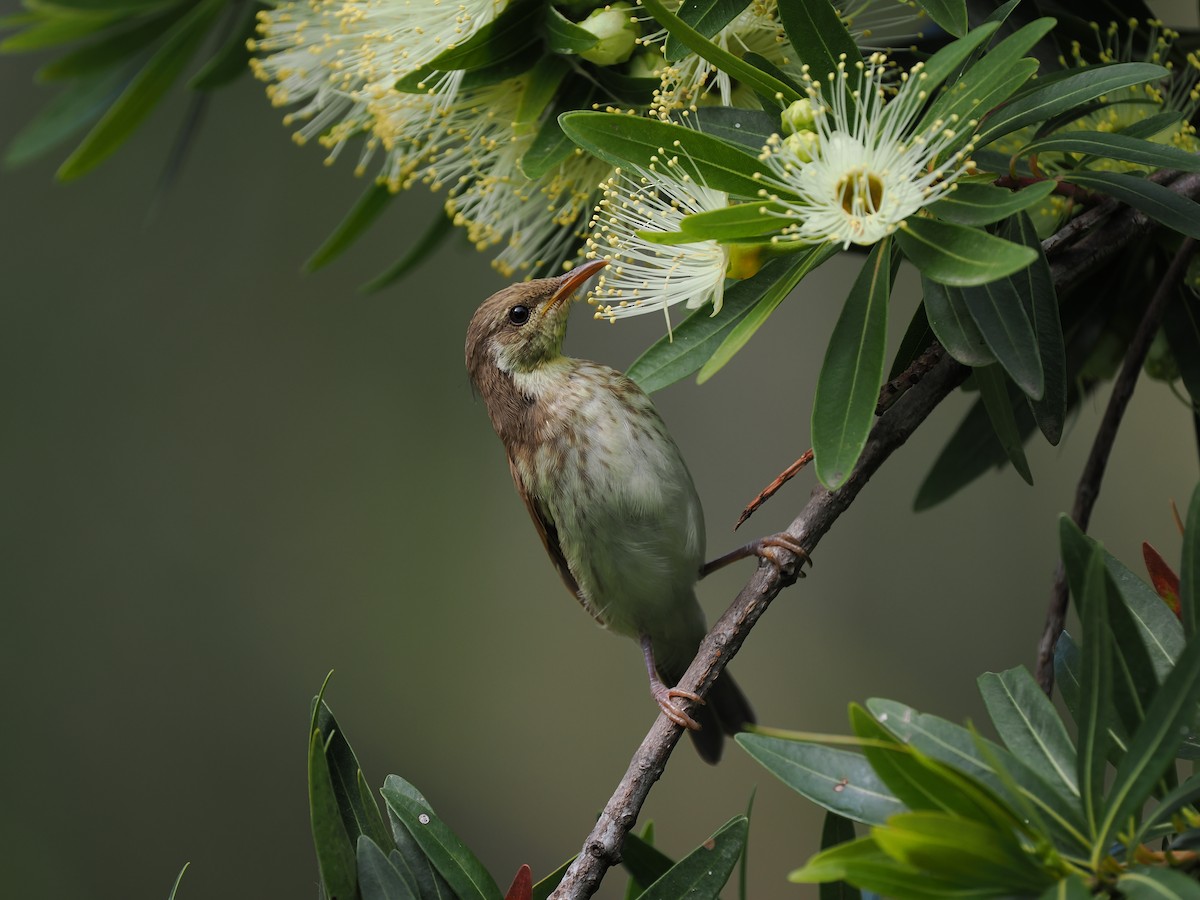 Brown-backed Honeyeater - ML624021844