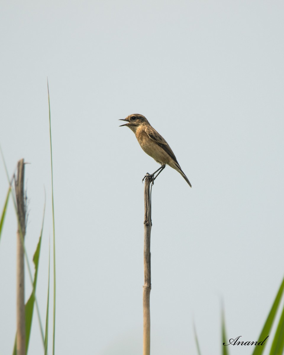 Tarabilla Siberiana - ML624021848