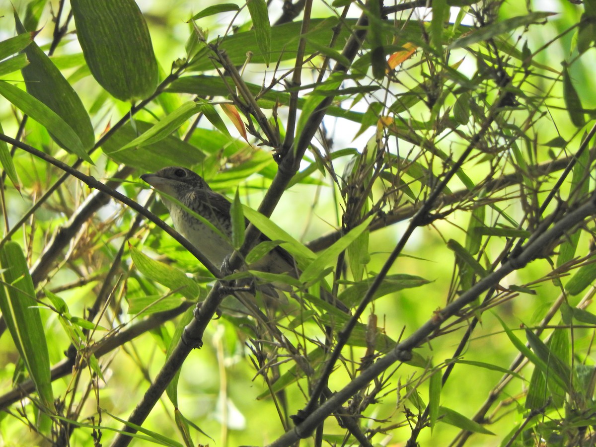 Tiger Shrike - ML624021862