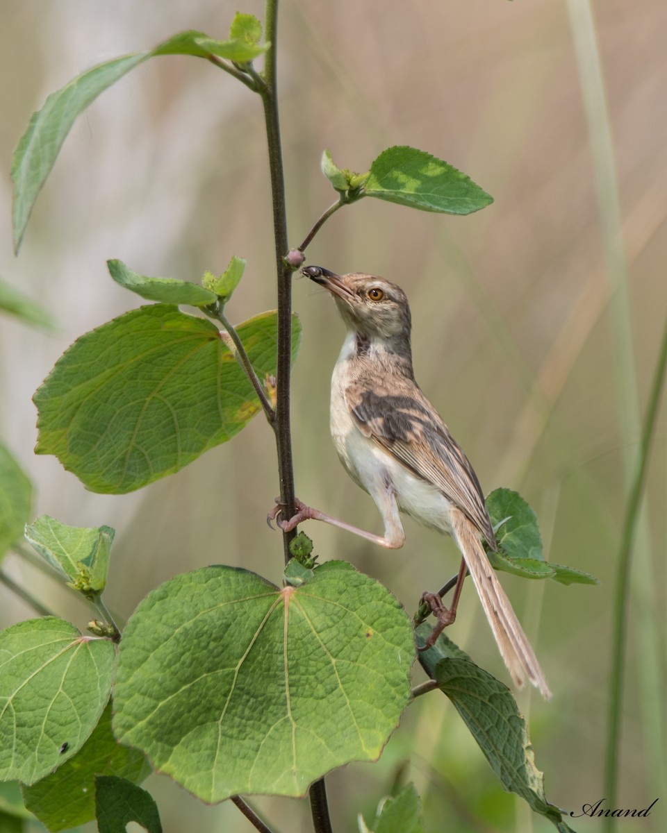 Plain Prinia - ML624021865