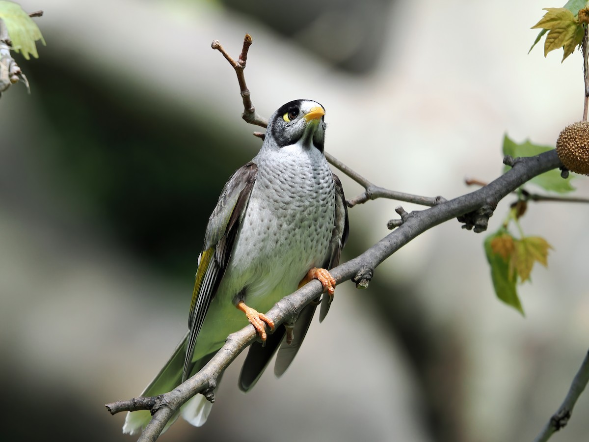 Noisy Miner - Tony Richards