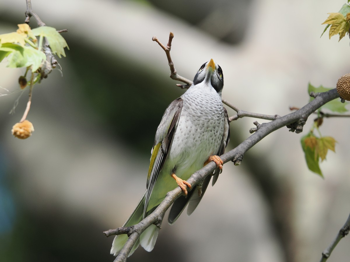 Noisy Miner - ML624021868