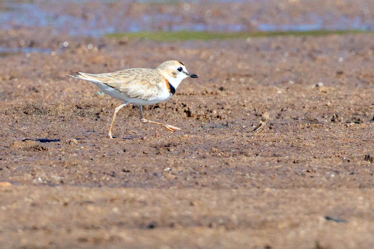 Collared Plover - ML624021869