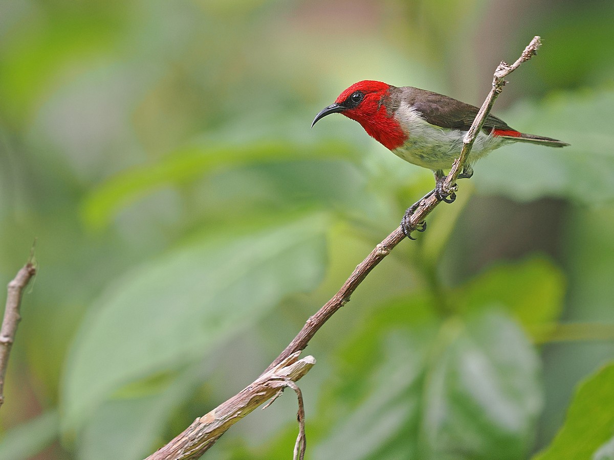 Crimson-hooded Myzomela - James Eaton