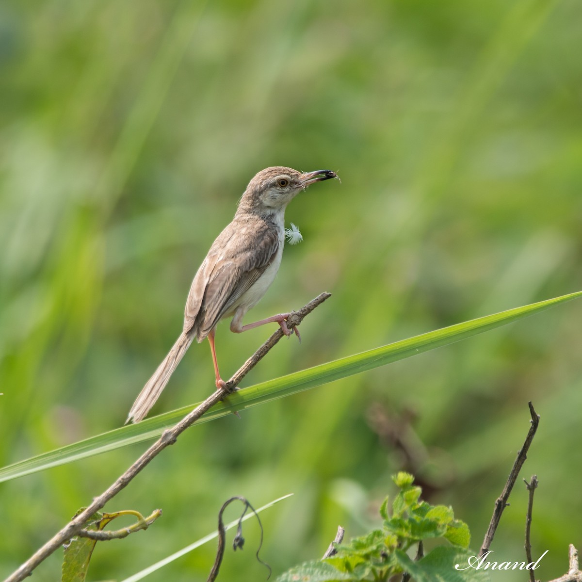 Plain Prinia - Anand Singh