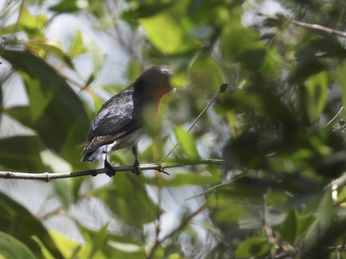 Mistletoebird - ML624021883