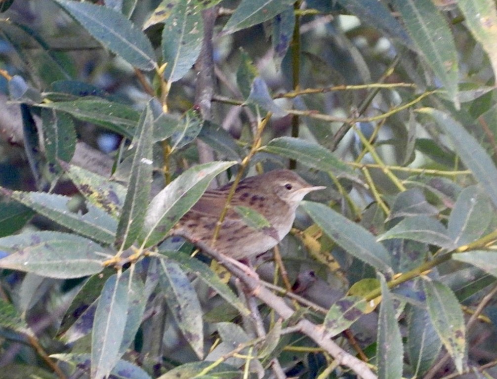 Benarriz nabarra - ML624021886