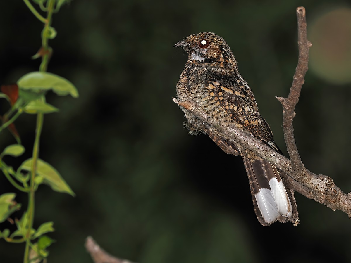 Timor Nightjar - ML624021911