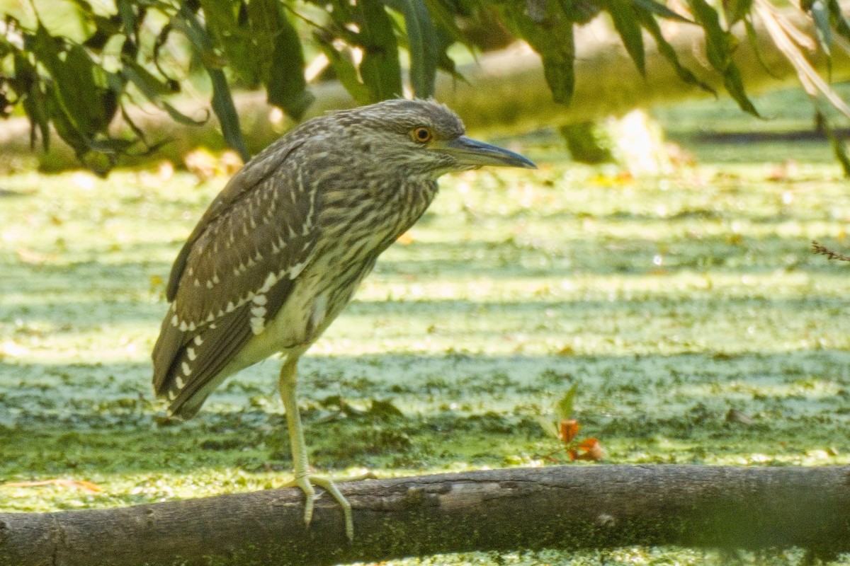 Black-crowned Night Heron - ML624021912