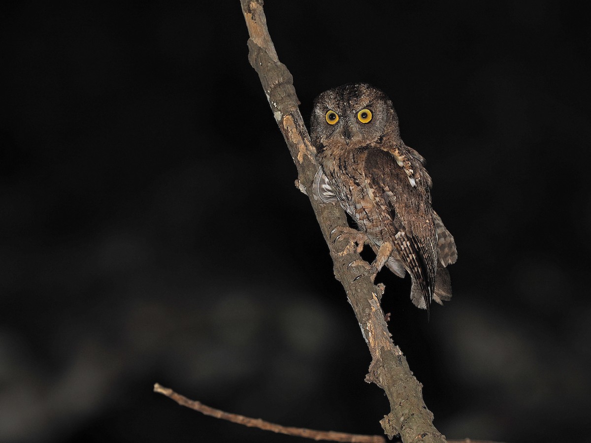 Autillo Moluqueño (tempestatis) - ML624021913