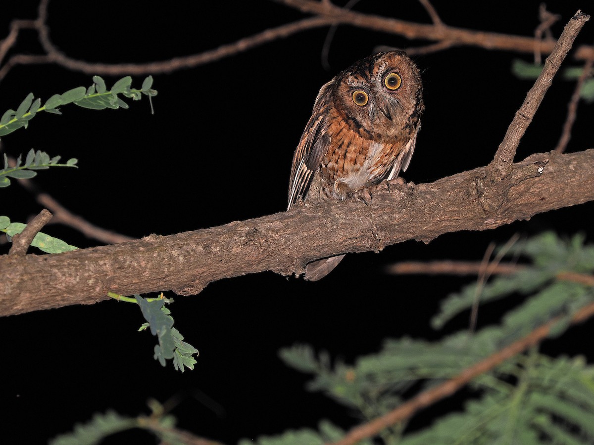 Wetar Scops-Owl - ML624021914