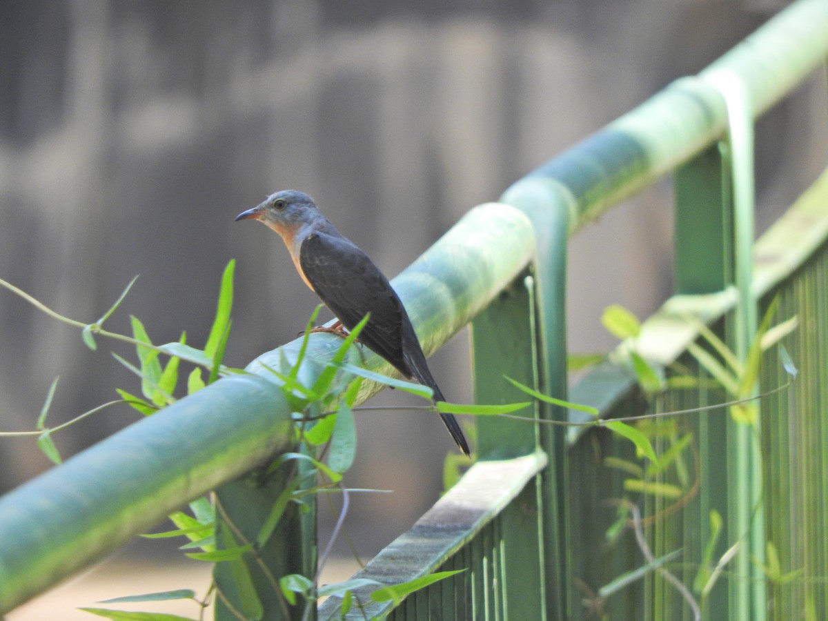 Plaintive Cuckoo - ML624021921