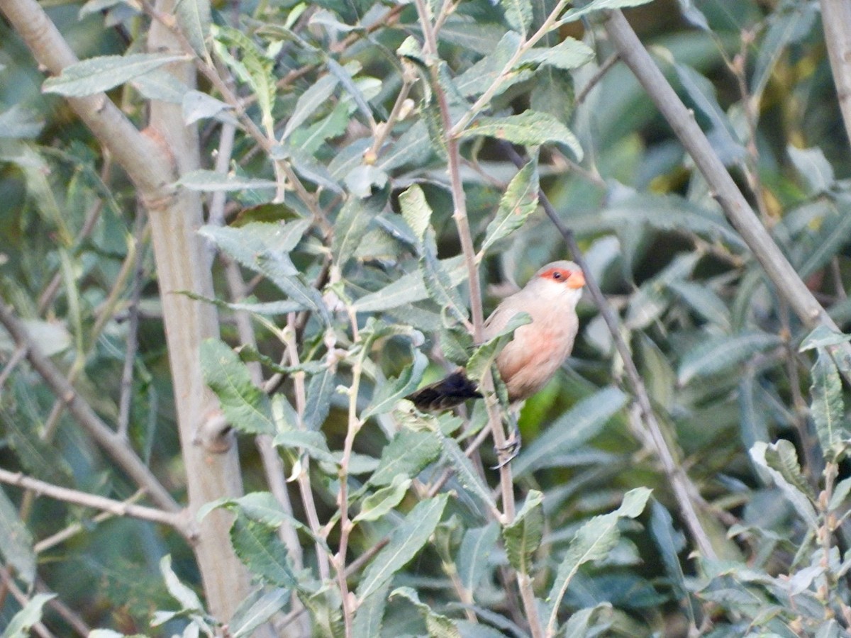 Common Waxbill - ML624021926