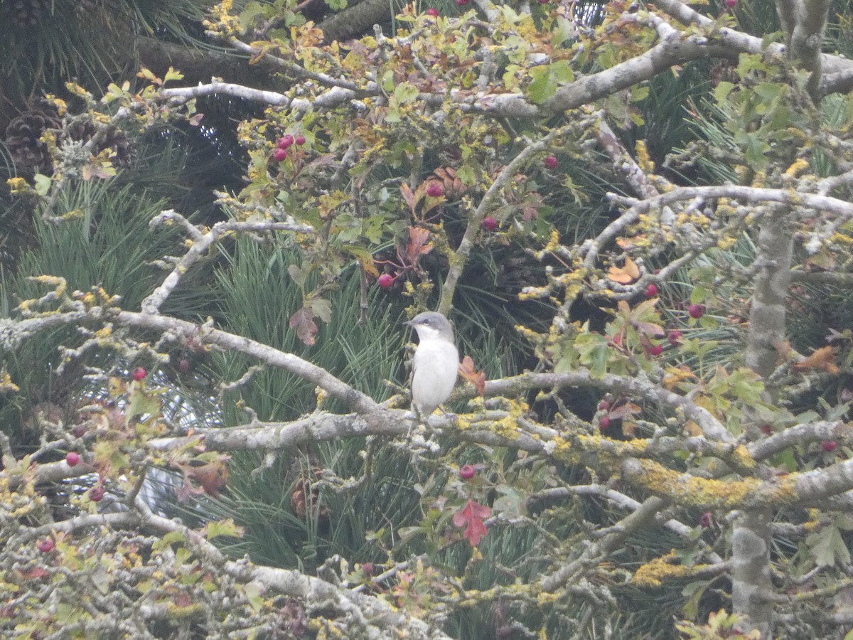 Lesser Whitethroat (Lesser) - ML624021932