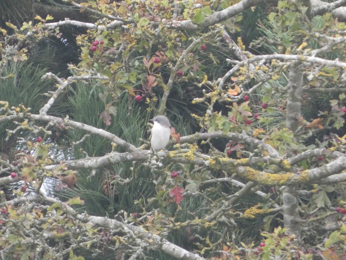 Lesser Whitethroat (Lesser) - ML624021933