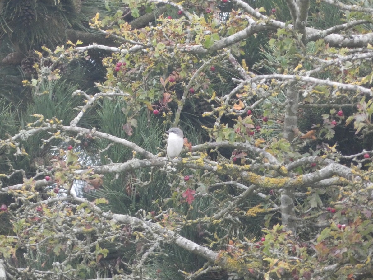 Lesser Whitethroat (Lesser) - ML624021934