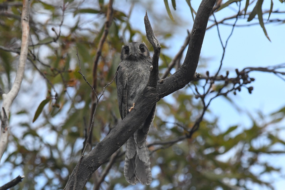 Australian Owlet-nightjar - ML624021941