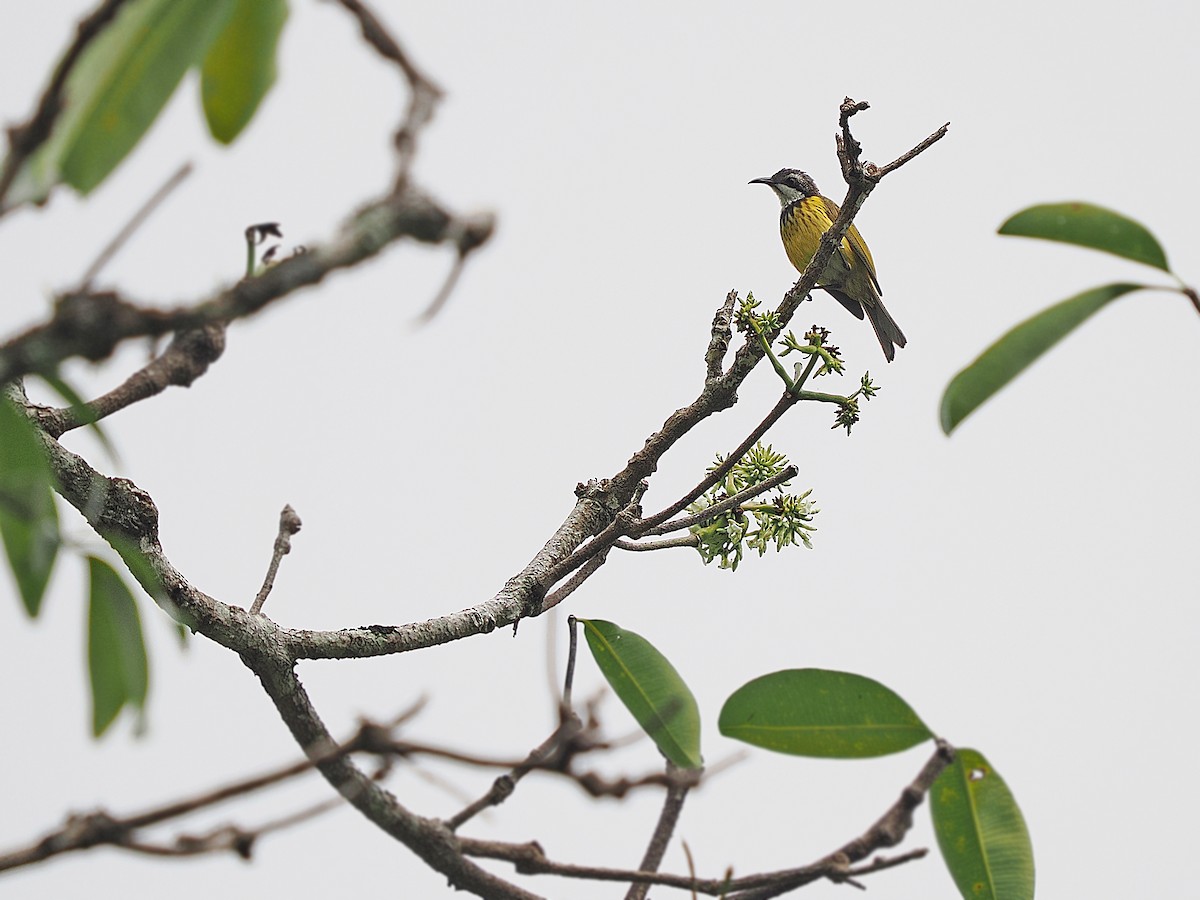 Black-chested Honeyeater - ML624021954